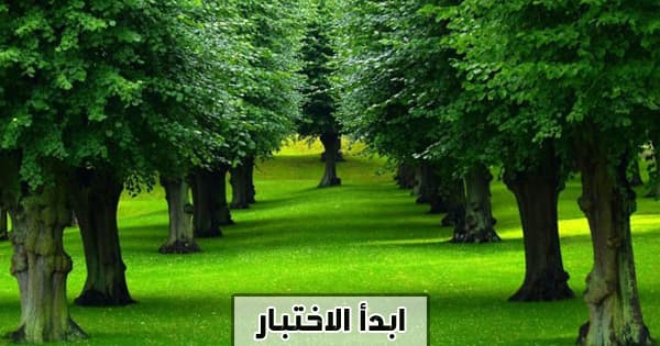 أي نوع من الأشجار يصف شخصيتك؟