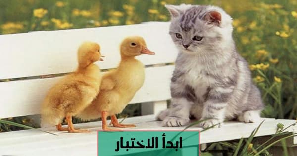 ما هو الحيوان الأليف الذي يناسبك لاقتناؤه؟