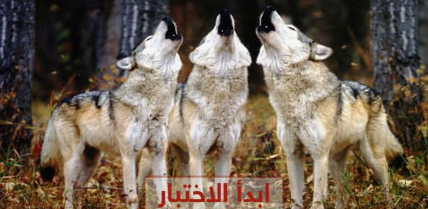 ماذا تعرف من أصوات الحيوانات ؟