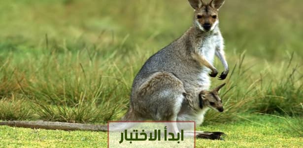 ماذا تعرف من أسماء اناث الحيوانات؟