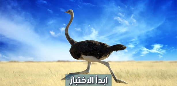 ماذا تعرف عن طائر النعام ؟