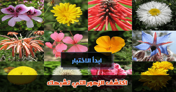 اكتشف الزهور التي تشبهك