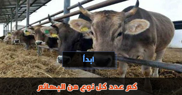 لغز كم عدد كل نوع من البهائم