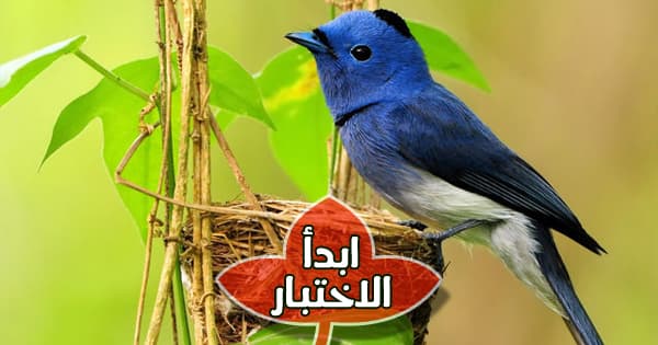 أي نوع من الطيور أنت ؟