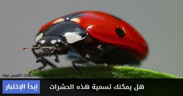 هل يمكنك تسمية هذه الحشرات 