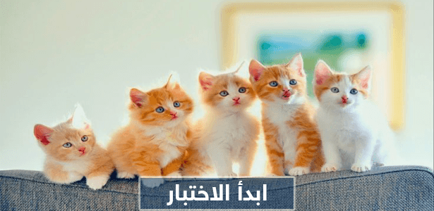 ماذا تعرف عن القطط؟ لعشاق مربي القطط