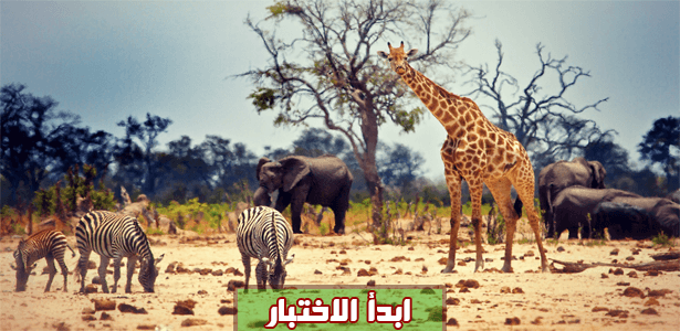 اختبر معلوماتك عن الحيوانات.