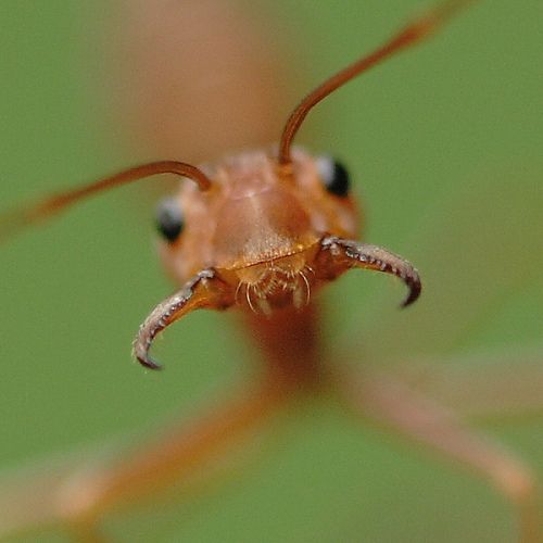 ماذا يطلق على صوت النملة ؟