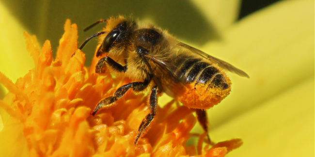 تفرز النحلات مادة للتعرف على بعضهن البعض ماذا تسمى ؟