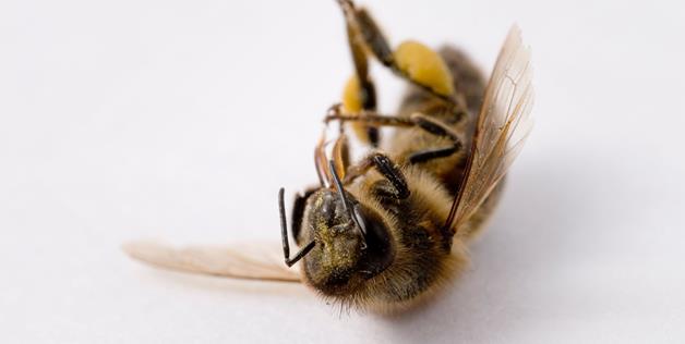 لماذا تموت النحلة بعد لدغها الإنسان برأيك ؟