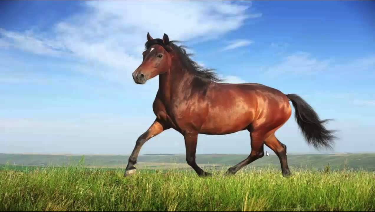 ماذا يطلق على أنثى الحصان ؟