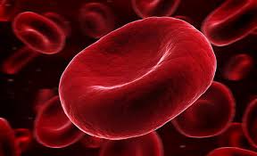 فيتامين يساهم بشكل أساسي في تكوين وسلامة كريات الدم الحمراء ويوجد في الأطعمة الحيوانية هو: