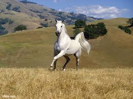 ما هو أصل نشأة الخيول العربية؟