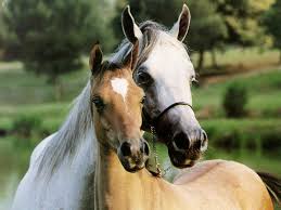 ما الفرق بين الحصان والفرس؟