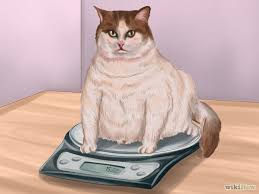 متوسط وزن القطة يبلغ .....
