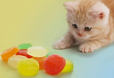 لماذا لا تستطيع القطط تذوق الحلويات؟