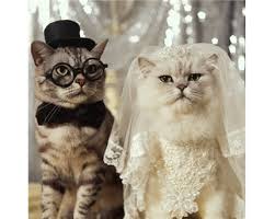 ما هو السن المناسب للزواج عند القطط؟