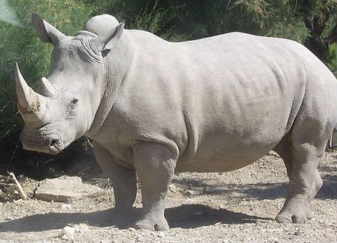 وحيد القرن في طريقه للانقراض