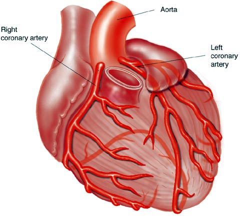 كيف يتجنب مريض القلب حالات تخثر الوريد
