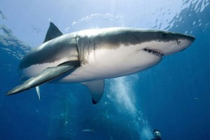 سمكة القرش أهم أنواعها وصفاتها التشريحية والسلوكية