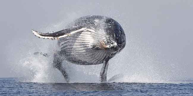 تعرف أهم المعلومات عن أنواع الحيتان
