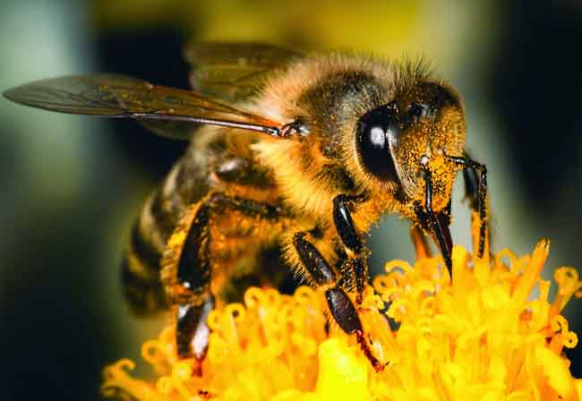 عيون النحل وقدرة الله فيها