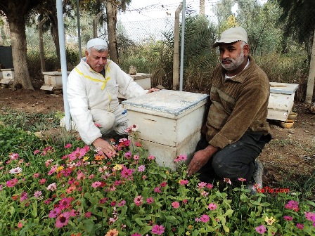 كيف يتم تربية النحل في دولة العراق