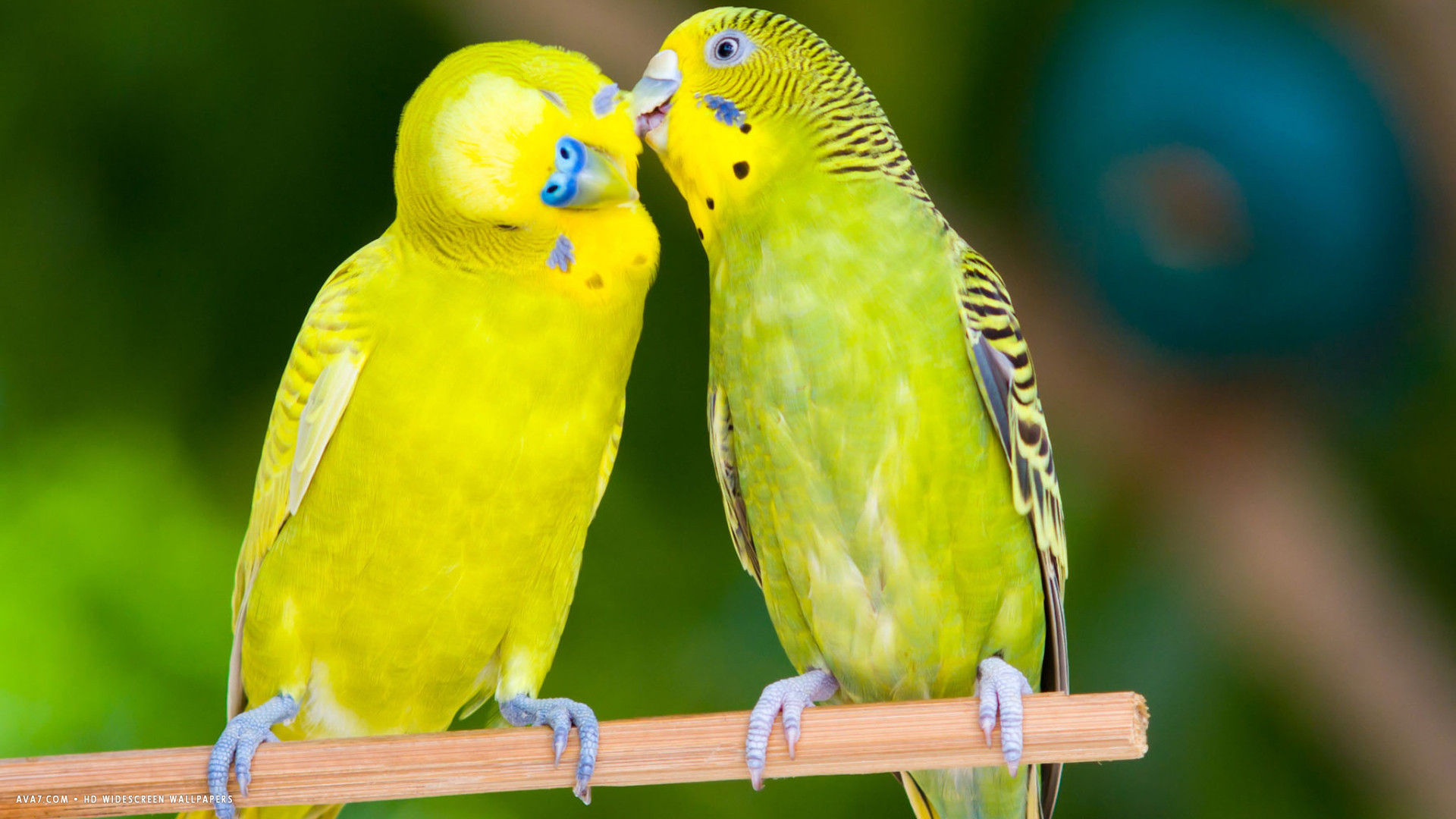 كيفية رعاية طيور الحب - مدونة كيف
