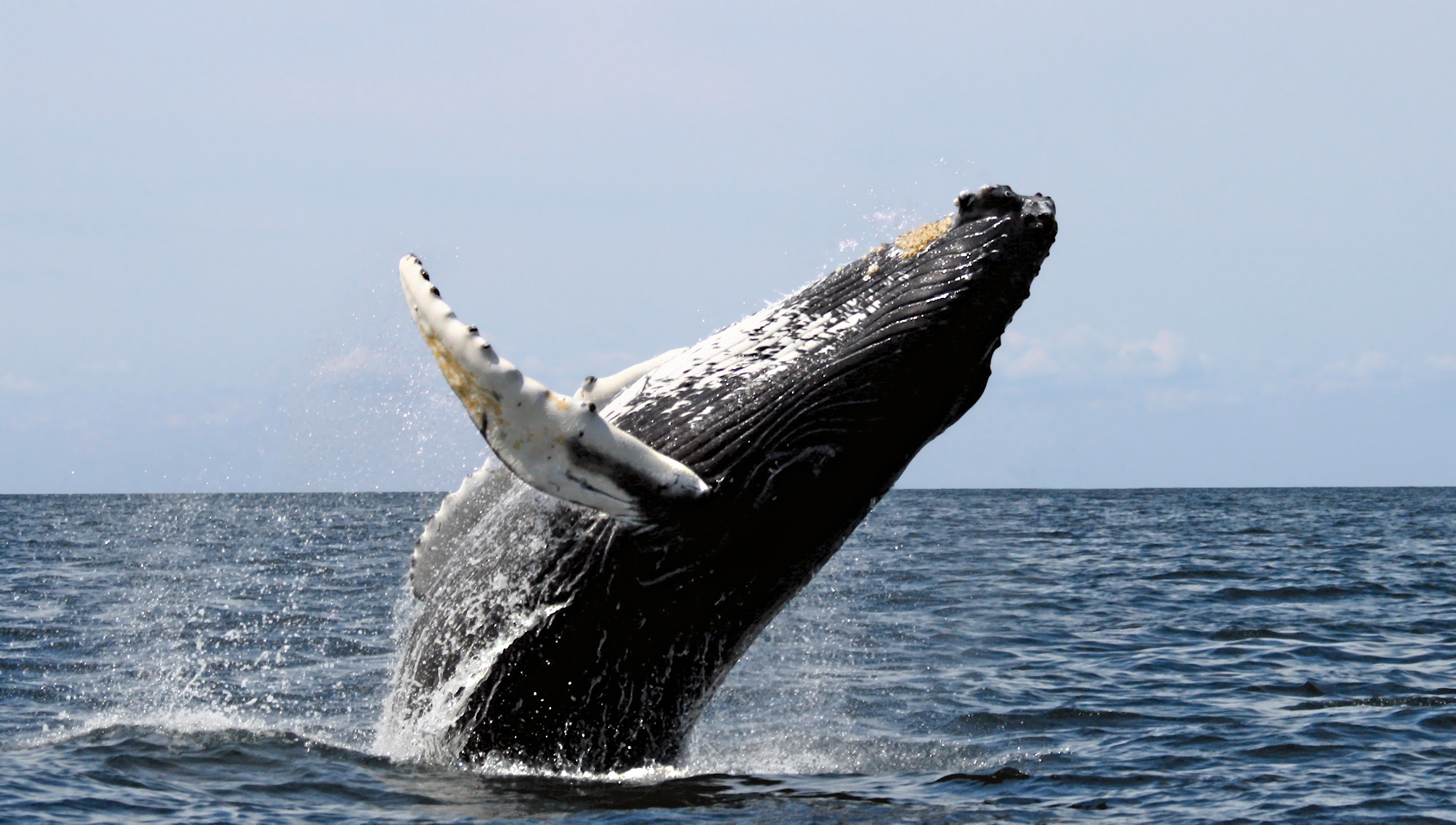 انواع الحيتان المختلفة