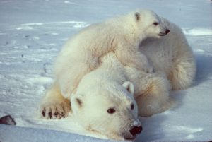 طرق تكيف الدب القطبي