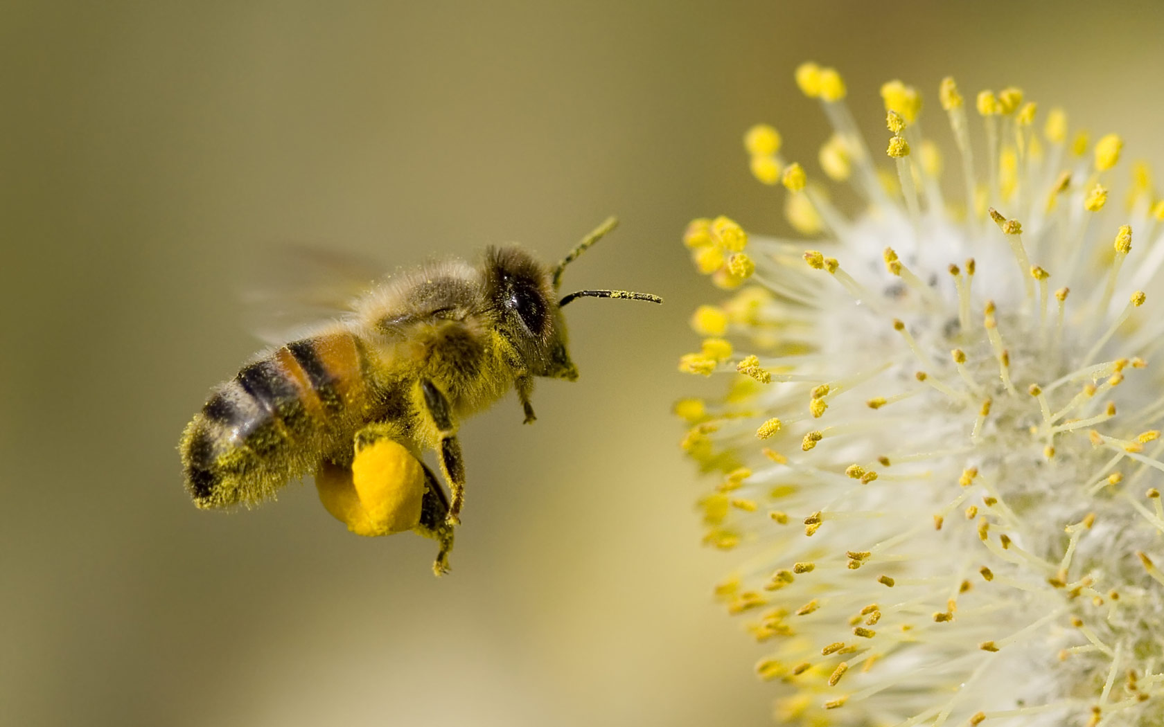 تربية النحل وأنواعه