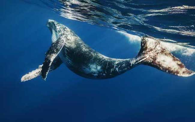 مواصفات أكبر حيوان في العالم الحوت