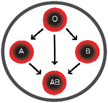 كيف تتم عملية نقل الدم وما هي أنواع أو فصائل الدم